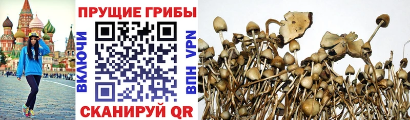 Псилоцибиновые грибы MAGIC MUSHROOMS  Купить закладки  Шлиссельбург 